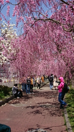 桜５