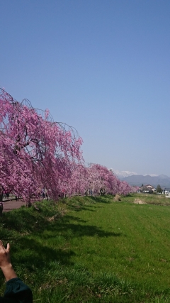 桜１