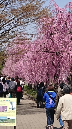 桜７